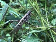 Schistocerca subspurcata