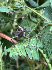 Schistocerca subspurcata