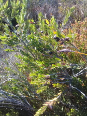 Diospyros glabra