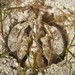 Lysiosquilla maculata - Photo (c) John Sear, μερικά δικαιώματα διατηρούνται (CC BY-NC), uploaded by John Sear