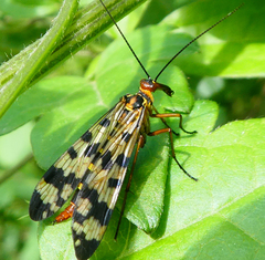 Panorpa meridionalis