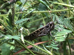 Schistocerca subspurcata