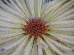 Banksia ornata