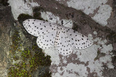 Xenoplia trivialis