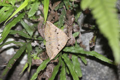 Blasticorhinus rivulosa