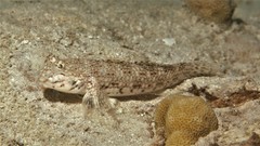 Istigobius decoratus