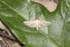 Cnaphalocrocis