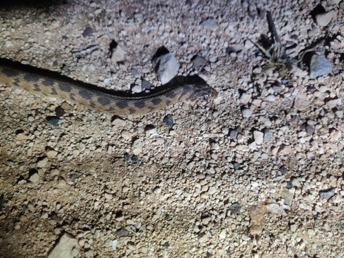 Sahel Egg Eater