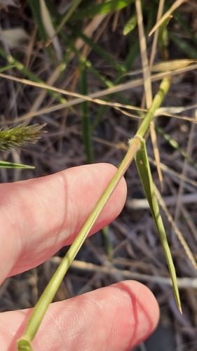 Image of Enneapogon nigricans by (c) Rosalie Lawrence, some rights reserved (CC BY)