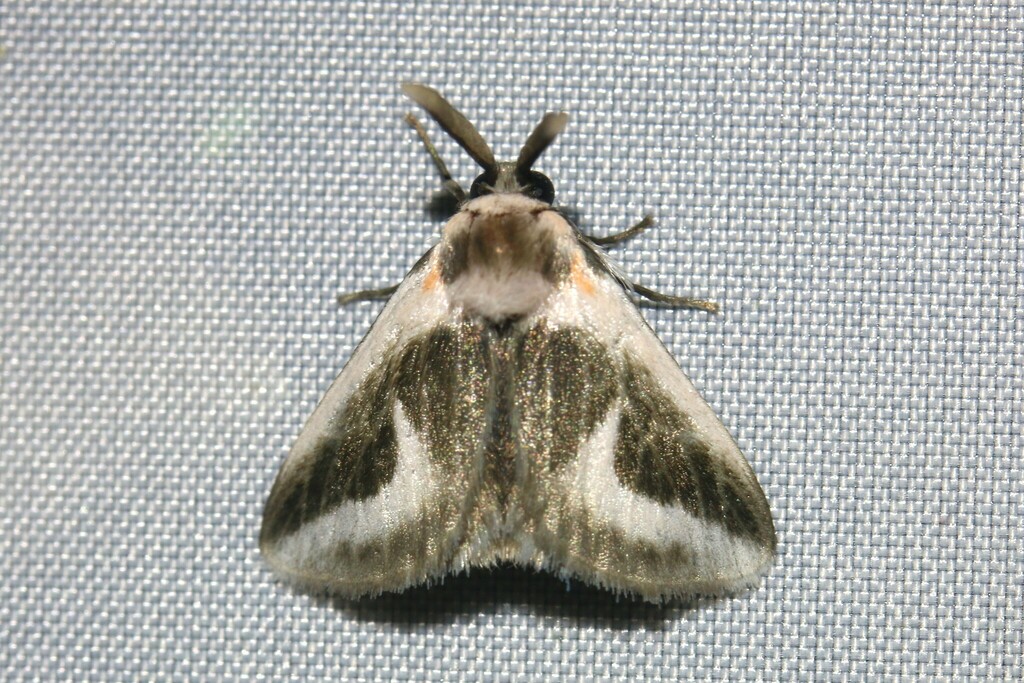 Mesoscia anguilinea
