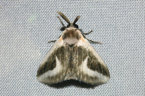 Mesoscia anguilinea