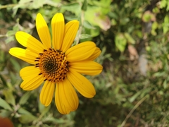 Viguiera