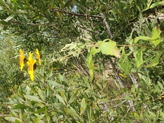 Viguiera
