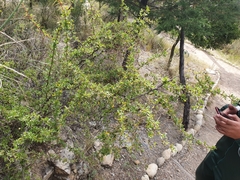 Berberis boliviana