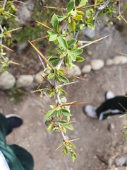 Berberis boliviana