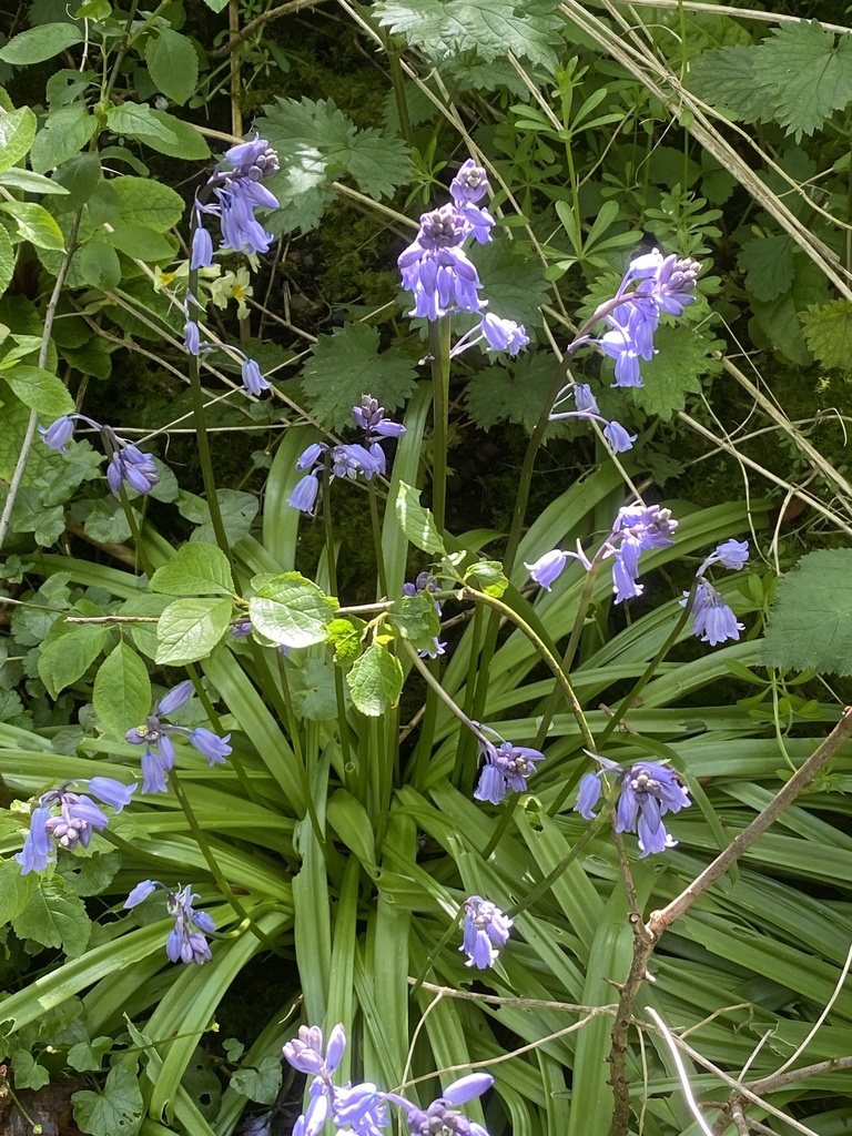 Bluebells from Fulford Cross, York, England, GB on April 29, 2024 at 09