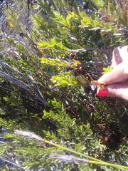 Diospyros glabra