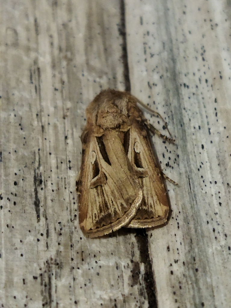 Agrotis biconica