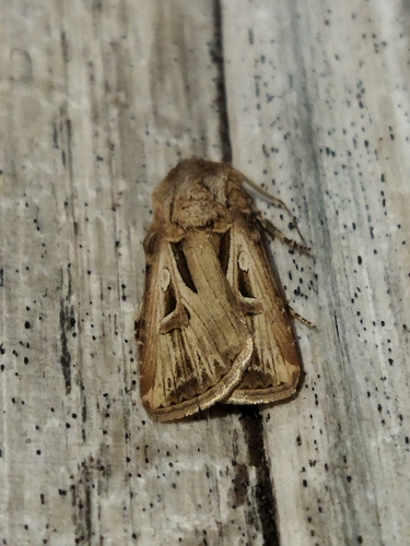 Agrotis biconica