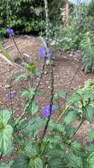 Stachytarpheta urticifolia