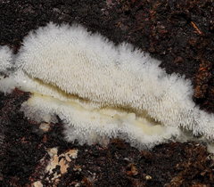 Dentipellicula leptodon