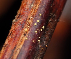 Lachnum pteridophyllum