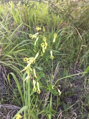 Riocreuxia polyantha