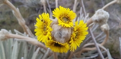Espeletia congestiflora