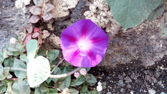 Ipomoea purpurea