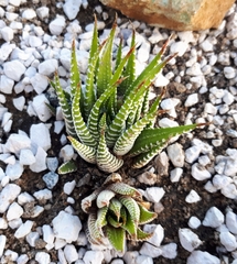 Haworthiopsis