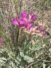 Astragalus missouriensis