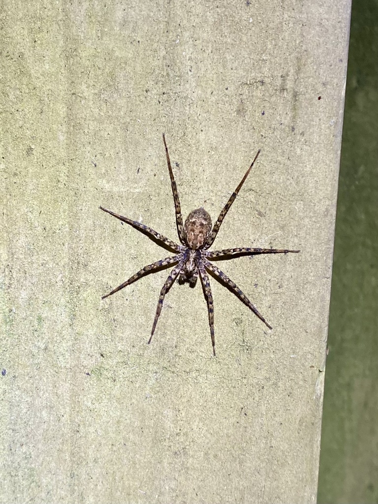 Cycloctenus pulcher