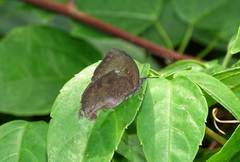 Mahathala ameria