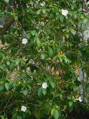 Rauvolfioideae