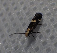 Chionodes donatella