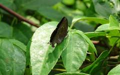 Mahathala ameria