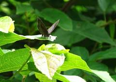 Mahathala ameria