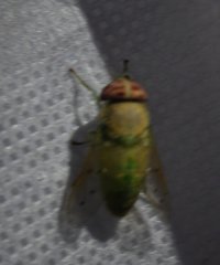 Chlorotabanus crepuscularis