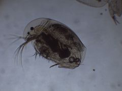 Chydoridae