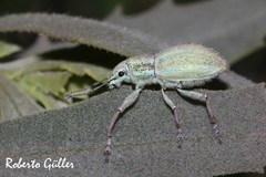 Naupactus auripes
