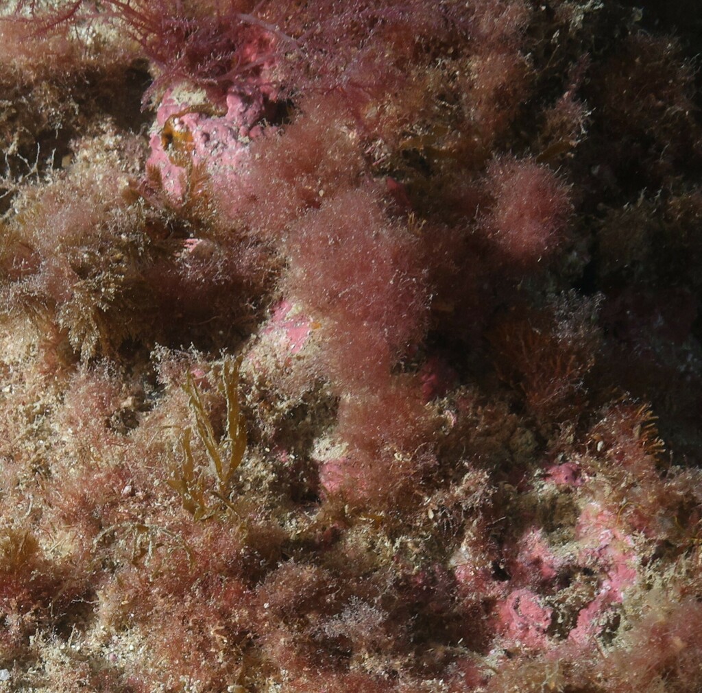 Womersleyella