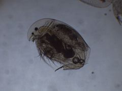 Chydoridae