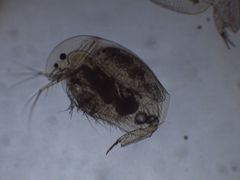 Chydoridae