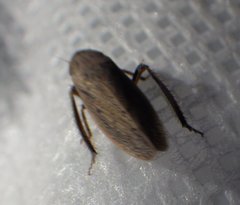 Negosiana globosa