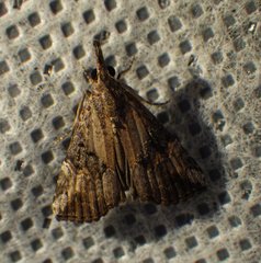 Hypena minualis