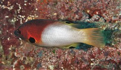 Bodianus axillaris