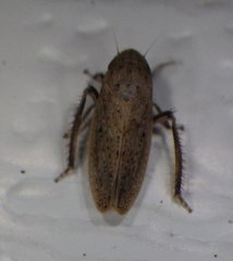 Negosiana globosa