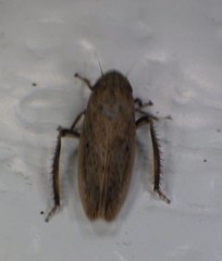 Negosiana globosa