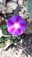 Ipomoea purpurea