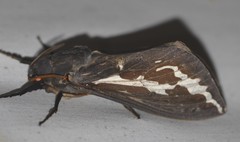 Abantiades atripalpis